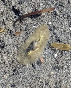 Giant Flatworm thumbnail 3