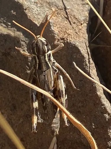 Shasta Slant-faced Grasshopper