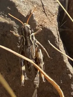 Shasta Slant-faced Grasshopper thumbnail 1