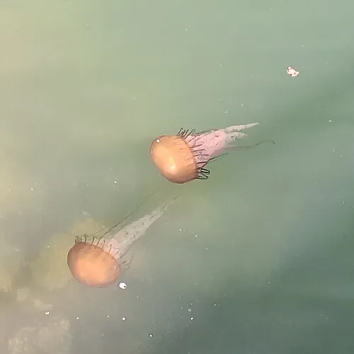 Pacific Sea Nettle