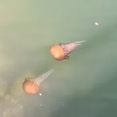 Pacific Sea Nettle thumbnail 1