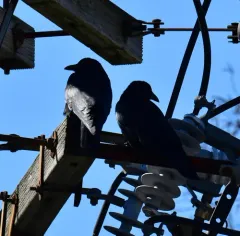 Fish Crow thumbnail 1