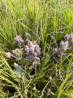 Salt Marsh Bird's Beak thumbnail 2