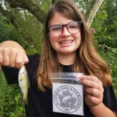 Striped Shiner thumbnail 3