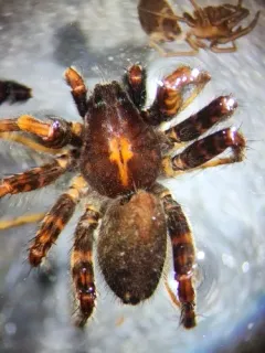 Pardosa bucklei thumbnail 1