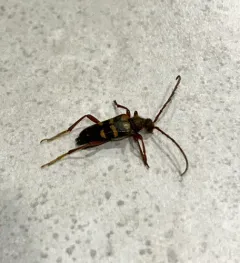 Xestoleptura crassicornis thumbnail 4