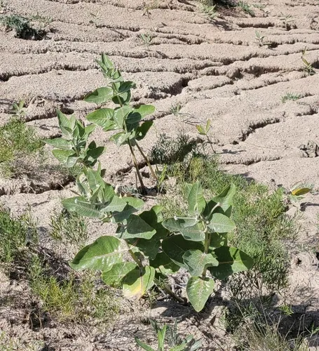 sand milkweed
