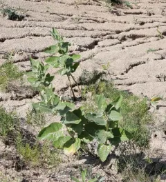 sand milkweed thumbnail 1