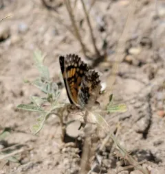 Gorgone Checkerspot thumbnail 1