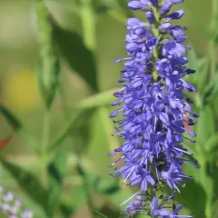 Long-leaved Speedwell thumbnail 4