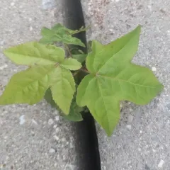 American sweetgum thumbnail 3