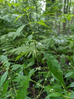 taperleaf waterhorehound thumbnail 2
