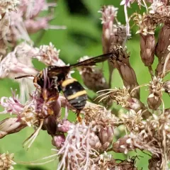 Two-banded Cellophane-cuckoo Bee thumbnail 4