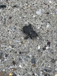 Eastern American Stag Beetle thumbnail 3
