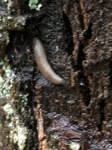 Pale Mantleslug