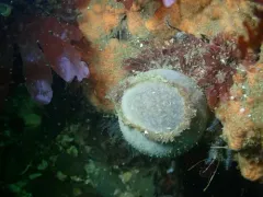 Tennis Ball Sponge thumbnail 1
