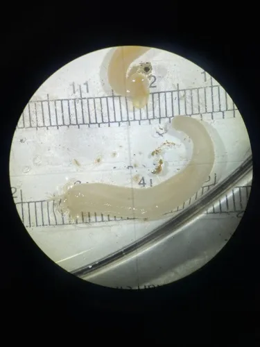 White Synapta