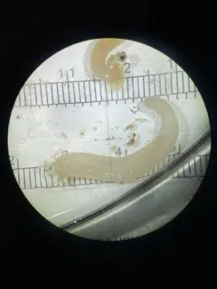 White Synapta thumbnail 1