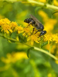 Tachytes pennsylvanicus thumbnail 2