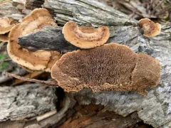 Timber Mazegill thumbnail 2