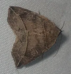 Thin-lined Owlet thumbnail 2