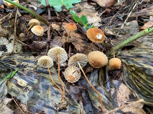 Marasmius submarginatus