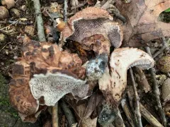 Hydnellum fagiscabrosum thumbnail 1