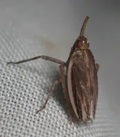 Scolops angustatus thumbnail 3