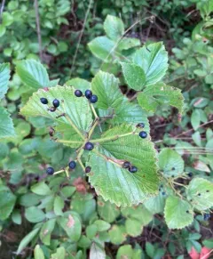 Viburnum venosum thumbnail 1