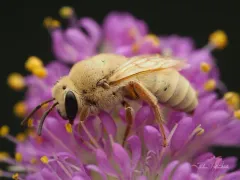 Colletes wilmattae thumbnail 1