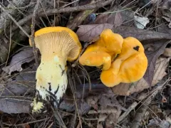 Cantharellus septentrionalis thumbnail 2