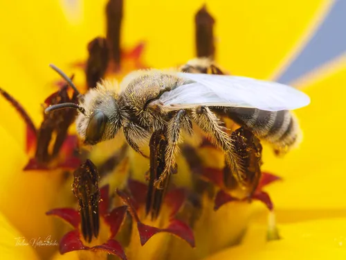 White-winged Fairy Bee