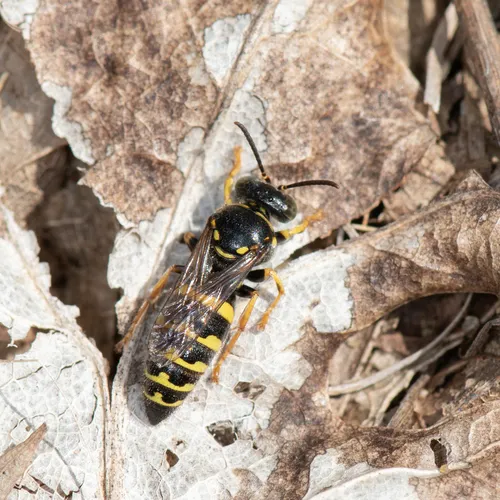 Bembecinus nanus