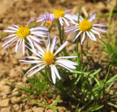 western mountain aster thumbnail 4