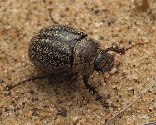 Lanceolated Chafer