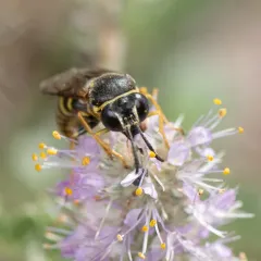 Bicyrtes ventralis thumbnail 1