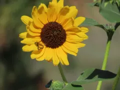 Megachile fortis thumbnail 4