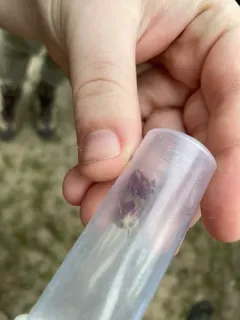 Bleeding Flower Moth thumbnail 2