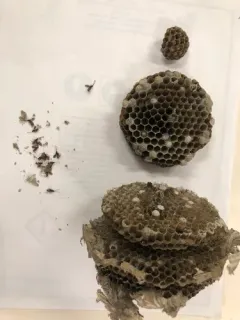 Sphecophaga vesparum thumbnail 2