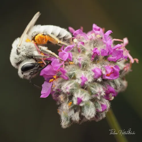 Susanna's Cellophane Bee