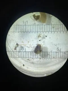 Solitary Glassy-bubble thumbnail 3