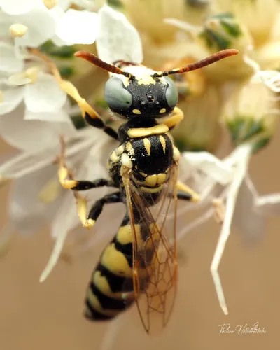 Philanthus psyche
