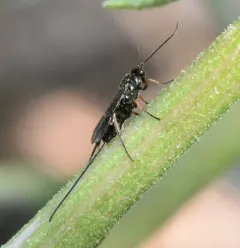 Agathis malvacearum thumbnail 3