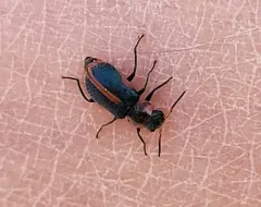 Striped Collops thumbnail 4