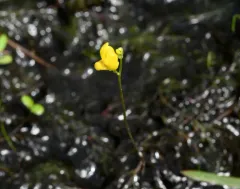 Hidden-fruit Bladderwort thumbnail 3