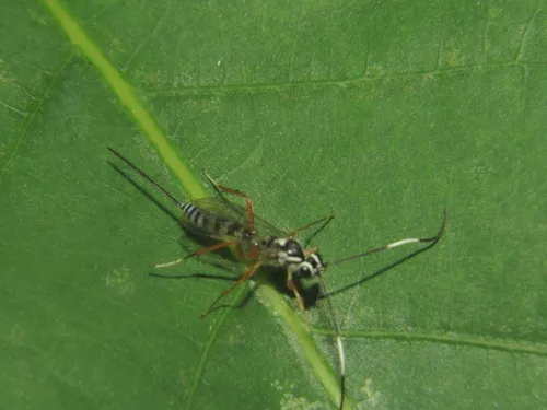 Sphelodon phoxopteridis