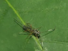 Sphelodon phoxopteridis thumbnail 1