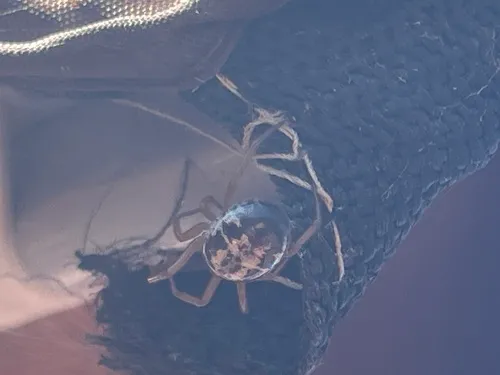 Noble False Widow