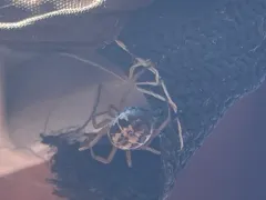 Noble False Widow thumbnail 1