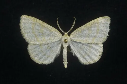 Northern Wave Moth